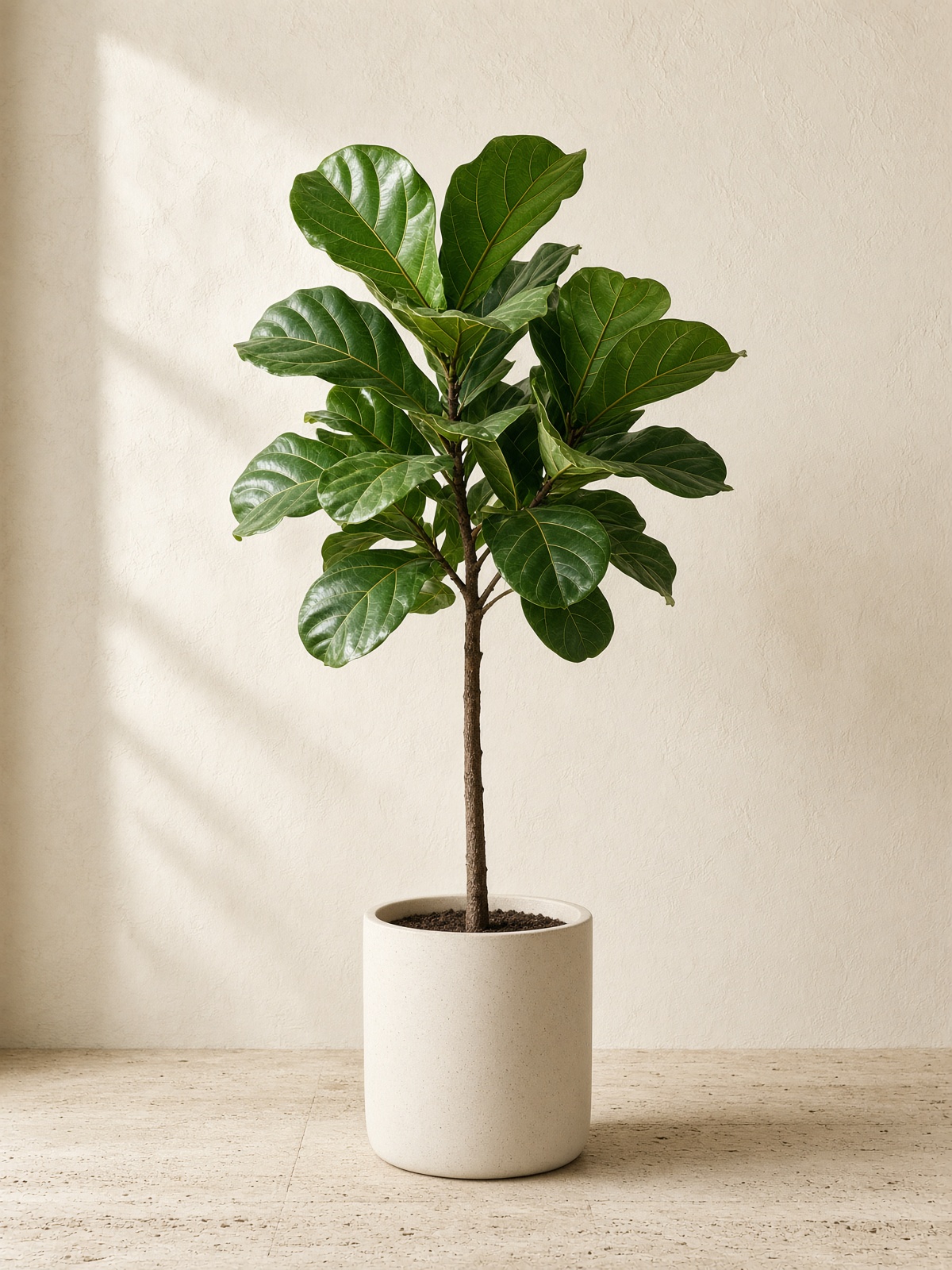 Ficus Lyrata