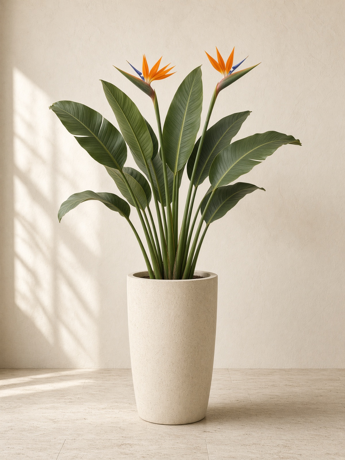 Strelitzia